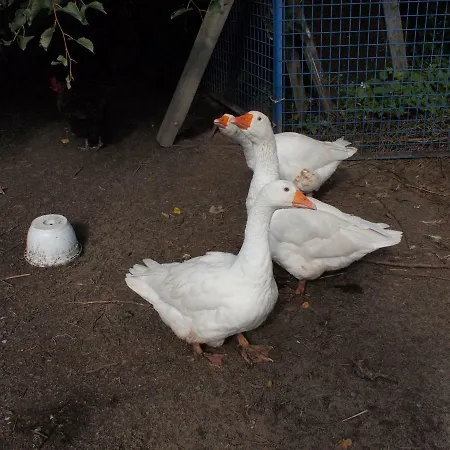 Apisoltysowka Farm stay *