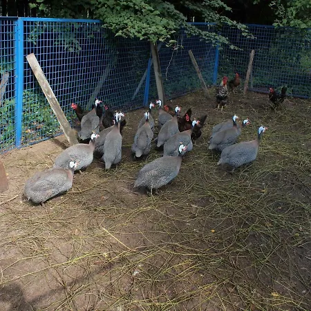 Apisoltysowka Farmház